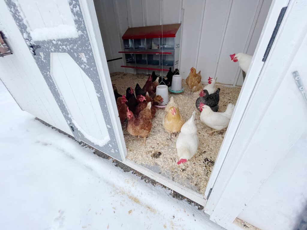 chickens standing in the door of a coop covered in snow with snow on the ground