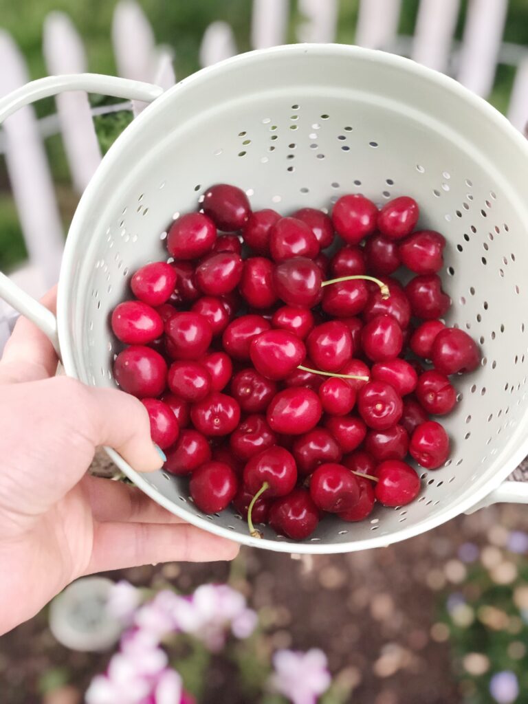 a hand holding a colander full of cherries