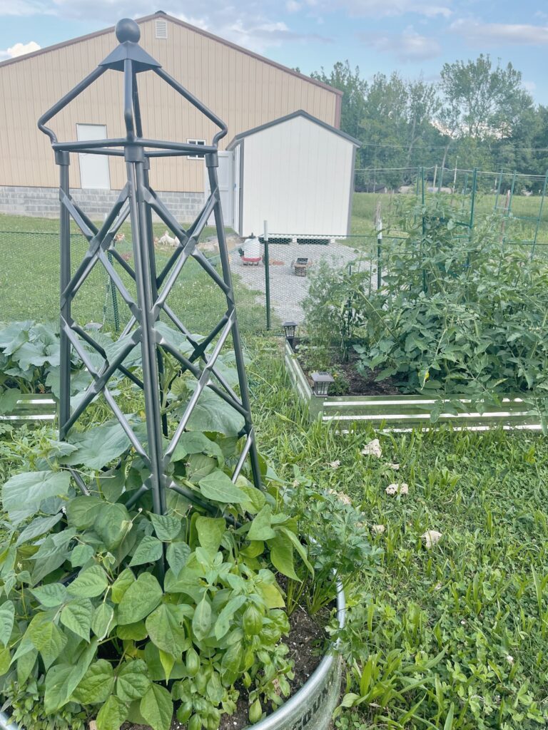 obelisk in raised garden beds with chicken coop and shop in the background